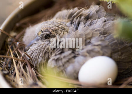 Baby die Taube im Nest und mit einem Ei Nahaufnahme. Stockfoto