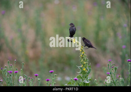 Red-winged blackbird:: Agelaius phoeniceus Stockfoto