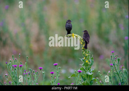 Red-winged blackbird:: Agelaius phoeniceus Stockfoto