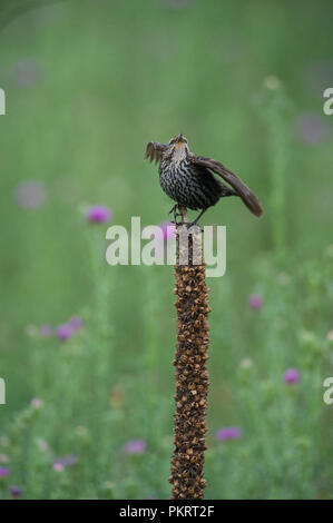 Red-winged blackbird:: Agelaius phoeniceus Stockfoto