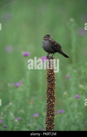 Red-winged blackbird:: Agelaius phoeniceus Stockfoto