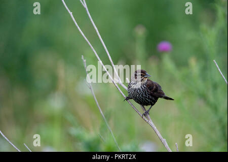 Red-winged blackbird:: Agelaius phoeniceus Stockfoto