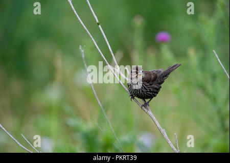 Red-winged blackbird:: Agelaius phoeniceus Stockfoto