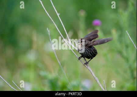 Red-winged blackbird:: Agelaius phoeniceus Stockfoto