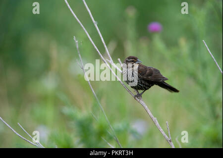 Red-winged blackbird:: Agelaius phoeniceus Stockfoto