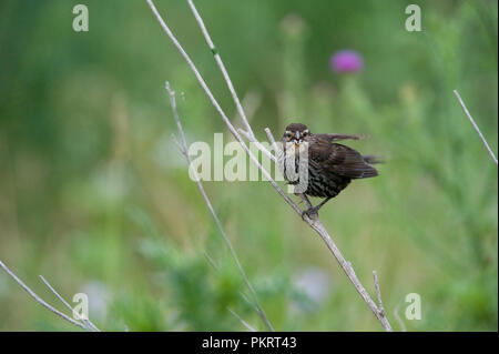 Red-winged blackbird:: Agelaius phoeniceus Stockfoto