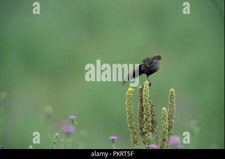 Red-winged blackbird:: Agelaius phoeniceus Stockfoto