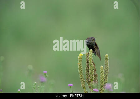 Red-winged blackbird:: Agelaius phoeniceus Stockfoto