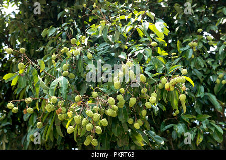 Grün Litschi auf Lychee tree Stockfoto