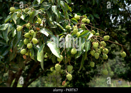 Grün Litschi auf Lychee tree Stockfoto