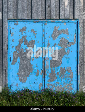 Peeling blaue Schmerz auf Metall Tür in St. Anthony, Neufundland Stockfoto