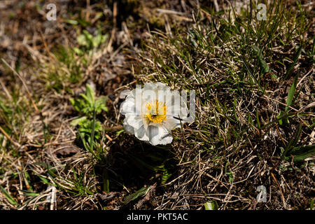 Kirgisische Wildblumen in hochgelegenen Weiden, Keskenkyia Loop trek, Jyrgalan, Kirgisistan Stockfoto