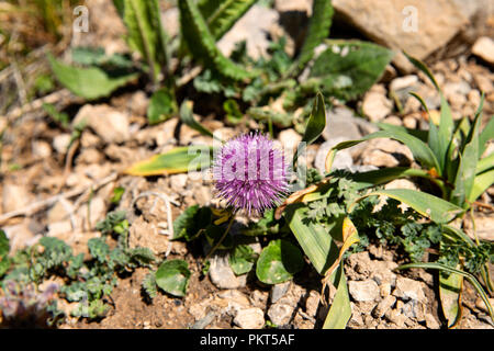 Kirgisische Wildblumen in hochgelegenen Weiden, Keskenkyia Loop trek, Jyrgalan, Kirgisistan Stockfoto