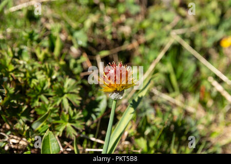 Kirgisische Wildblumen in hochgelegenen Weiden, Keskenkyia Loop trek, Jyrgalan, Kirgisistan Stockfoto