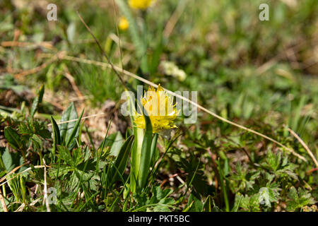 Kirgisische Wildblumen in hochgelegenen Weiden, Keskenkyia Loop trek, Jyrgalan, Kirgisistan Stockfoto