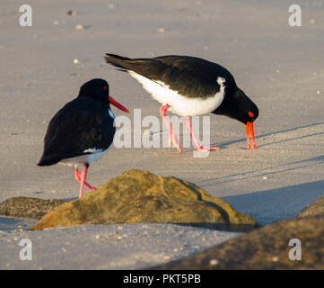 Australian Pied Austernfischer Haematopus longirostris, durch seine Gehilfen aufgepaßt, sondieren Sand mit roten Rechnung für das Essen am Strand in NSW Stockfoto