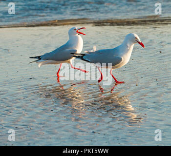 Zwei Australische silberne Möwen Chroicocephalus novaehollandiae Wandern am Strand und im flachen Wasser reflektiert, mit einem Vogel kreischen. Stockfoto