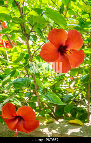 Hibiskus in einem Garten in Cordoba, Spanien, Europa, Andalusien Stockfoto