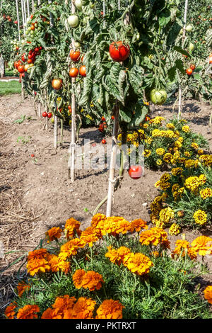 Tomaten, französische Ringelblumen, Tomatenpflanze in Reihe Stockfoto