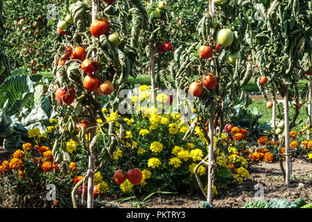 Französische rapunzel Tomaten, Reifung Stockfoto