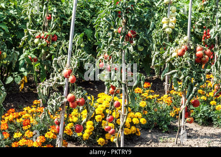 Tomaten Marigolds Französische Marigolds Tomaten Garten gemischte Pflanzen wachsen zusammen Gemüsegartenreihen Solanum beugt der Weißen Fliege Schädlingsabwehrpflanzen vor Stockfoto