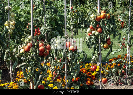 Tomaten am Weinstock, Ringelblumen, Tomate Weinstock Garten Stockfoto