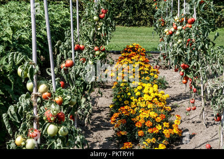 Gemüsegarten Tomaten tagetes Marigolds Tomatenmischung Marigold Tomaten, die auf Weinreben wachsen Garten Reifung Tomatenpflanze Solanum lycopersicum Row Summer Stockfoto