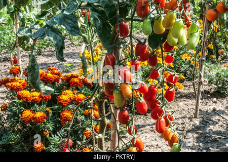 Reife Tomaten, die auf Weinreben wachsen, französische Ringeltomaten, Tomaten auf Weinreben, Tagetes erecta Gemüse Stockfoto