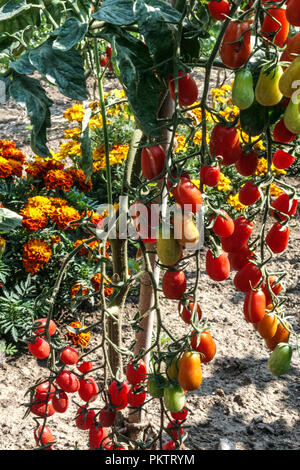 Rote Tomaten auf der Rebe, französische Ringelblume und Tomaten, Zuteilung Garten Tomatenpflanze Stockfoto
