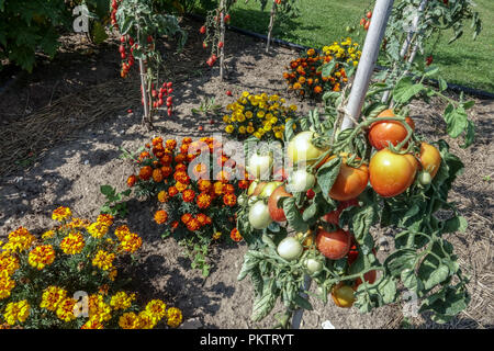 Tomaten in der Zeile auf der Rebe, Ringelblumen Stockfoto