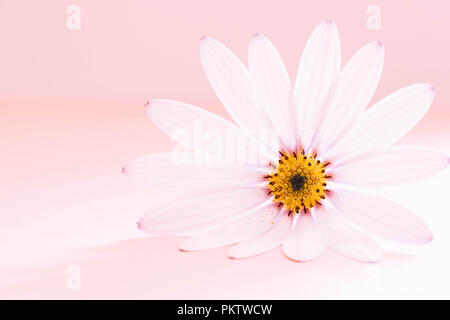 African Daisy auf Pastell rosa Hintergrund Stockfoto