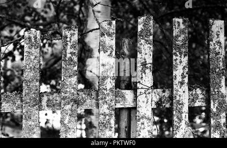 Gefallenen zerbissen Baum in Schwarz und Weiß Stockfoto