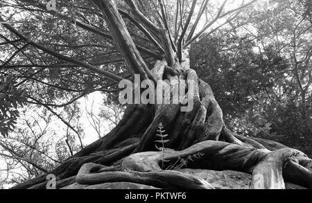 Interessante Baumstamm in Schwarz und Weiß Stockfoto