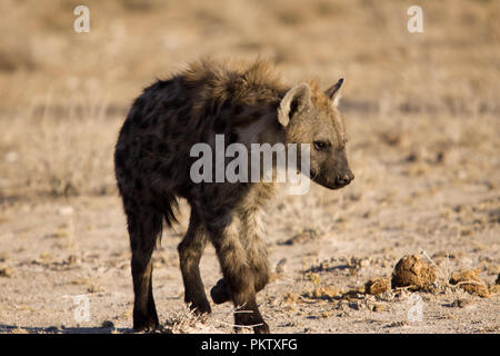 Hyäne im Etosha Nationalpark Stockfoto