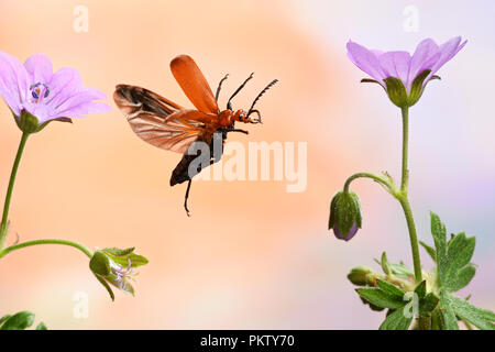 Schwarz - unter der Leitung von Kardinal Käfer (Pyrochroa coccinea), im Flug, Deutschland Stockfoto