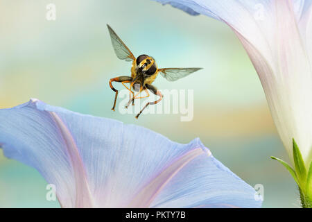 Große Sumpf schweben Fliegen (Helophilus trivittatus), im Flug, morning glory, Deutschland Stockfoto