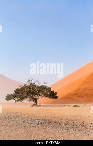 Camelthorn Baum (Acacia Erioloba) vor Sand Dune, Düne 45, Sossusvlei, Namib-Naukluft-Nationalpark, Namibia Stockfoto