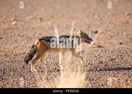 Sossusvlei Schakal in Namibia Stockfoto