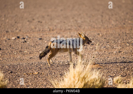 Sossusvlei Schakal in Namibia Stockfoto