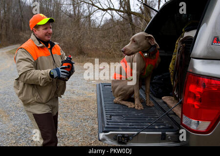 Hochland spiel Vogel Jagd in G. Thompson Wildlife Management Area im nordwestlichen Fauquier County Virginia. Hier ein Weimaraner wartet auf seinen Besitzer zu g Stockfoto