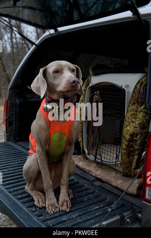 Hochland spiel Vogel Jagd in G. Thompson Wildlife Management Area im nordwestlichen Fauquier County Virginia. Hier ein Weimaraner wartet auf seinen Besitzer zu g Stockfoto