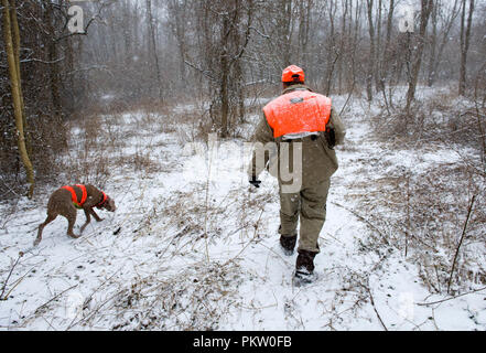 Hochland spiel Vogel Jagd in G. Thompson Wildlife Management Area im nordwestlichen Fauquier County Virginia. Hier ein Jäger und seine weimaraner Hund jagt Stockfoto