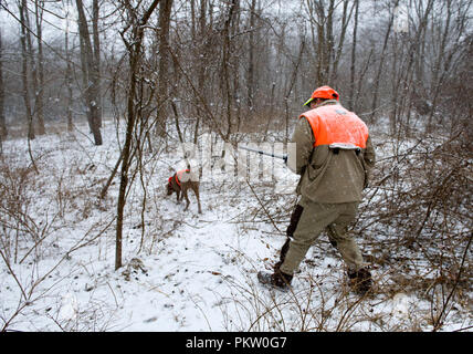 Hochland spiel Vogel Jagd in G. Thompson Wildlife Management Area im nordwestlichen Fauquier County Virginia. Hier ein Jäger und seine weimaraner Hund jagt Stockfoto