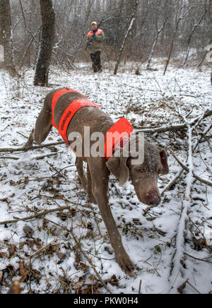 Hochland spiel Vogel Jagd in G. Thompson Wildlife Management Area im nordwestlichen Fauquier County Virginia. Hier ein Jäger und seine weimaraner Hund jagt Stockfoto