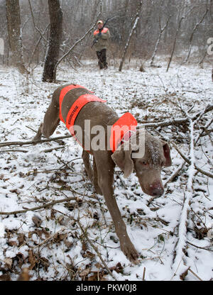 Hochland spiel Vogel Jagd in G. Thompson Wildlife Management Area im nordwestlichen Fauquier County Virginia. Hier ein Jäger und seine weimaraner Hund jagt Stockfoto