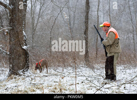 Hochland spiel Vogel Jagd in G. Thompson Wildlife Management Area im nordwestlichen Fauquier County Virginia. Hier ein Jäger und seine weimaraner Hund jagt Stockfoto