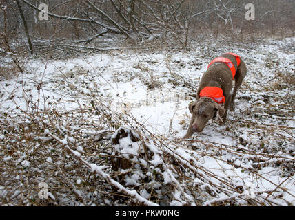 Hochland spiel Vogel Jagd in G. Thompson Wildlife Management Area im nordwestlichen Fauquier County Virginia. Hier ein weimaraner Hund jagt Vari grouse Ein Stockfoto