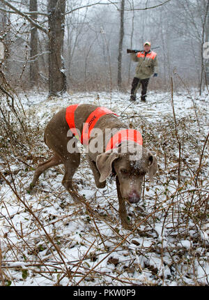 Hochland spiel Vogel Jagd in G. Thompson Wildlife Management Area im nordwestlichen Fauquier County Virginia. Hier ein Jäger und seine weimaraner Hund jagt Stockfoto