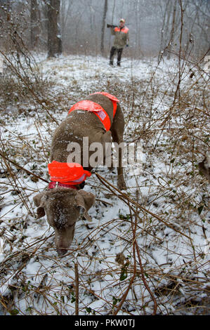 Hochland spiel Vogel Jagd in G. Thompson Wildlife Management Area im nordwestlichen Fauquier County Virginia. Hier ein Jäger und seine weimaraner Hund jagt Stockfoto