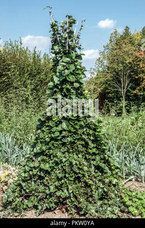 Basella rubra, weinstock Spinat, rote Rebsorten Spinat, klettern, kriechen Spinat Spinat wächst auf der Rebe in einem Gemüsegarten Stockfoto